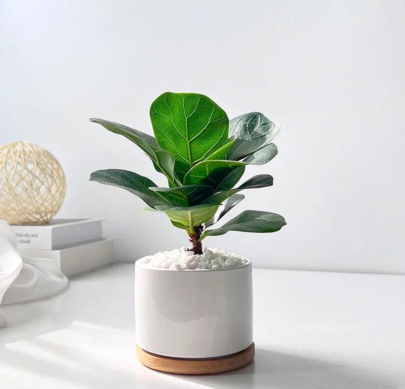 琴葉榕養(yǎng)護(hù)指南 打造家居綠意，輕松養(yǎng)護(hù)入門