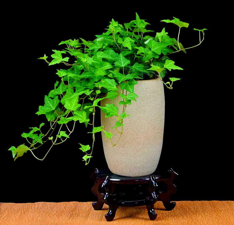 常春藤養(yǎng)護(hù)與日常保潔指南 為家居注入盎然綠意與潔凈